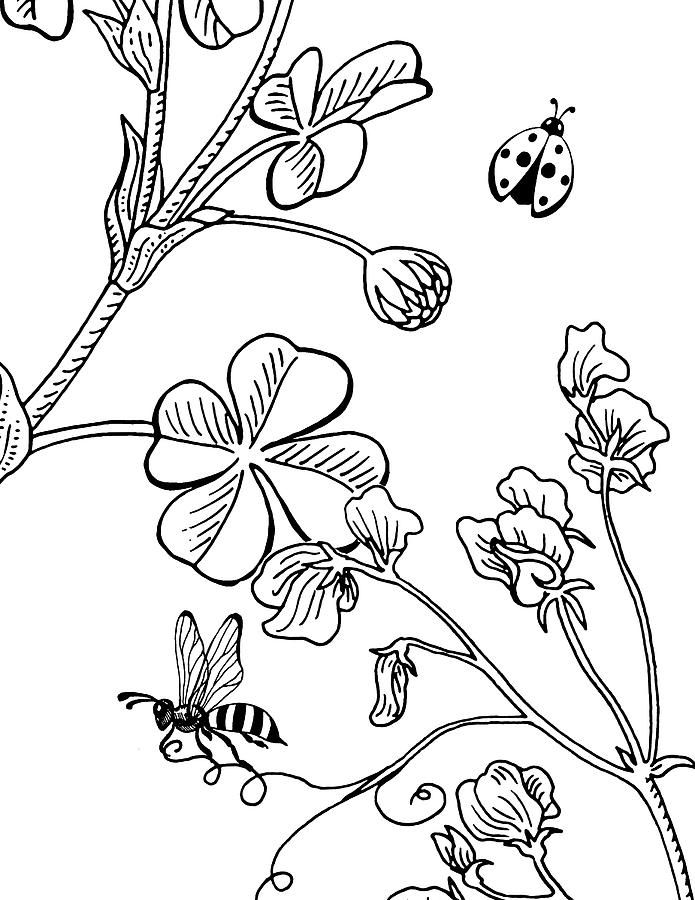 695x900 Clover Sweet Pea Ladybug And Bee Drawing Drawing - Ladybug Line Drawing