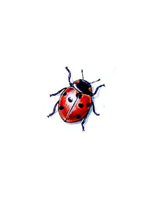 501x649 red ladybug tattoo tattoo ideas tattoos, lady bug tattoo, ladybug - Ladybug Tattoo Drawing