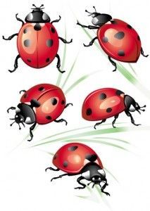 213x300 Lady Bug Tattoos - Ladybug Tattoo Drawing