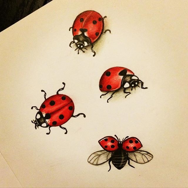 640x640 ladybug art artwork on instagram tattoos ladybug art, lady bug - Ladybug Tattoo Drawing