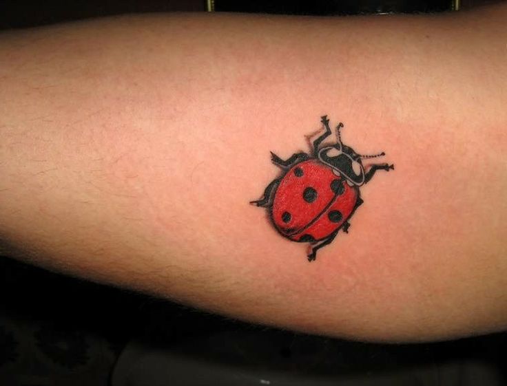 736x561 Minimalist Tattoo Ladybug - Ladybug Tattoo Drawing