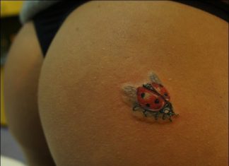 324x235 Bug Tattoos - Ladybug Tattoo Drawing