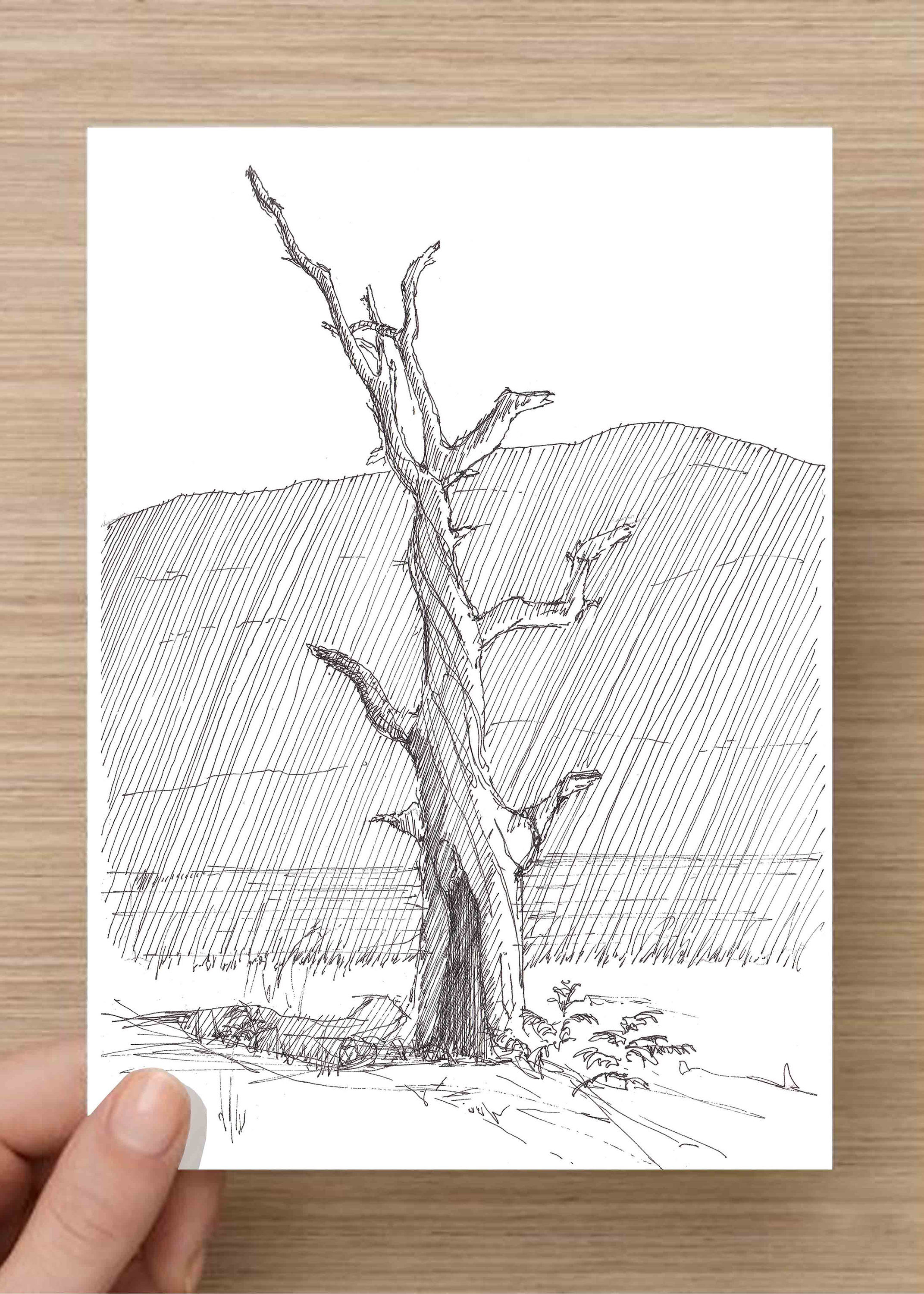 2143x3000 pen and ink drawing of dead tree near lake berryessa, napa valley - Lake Line Drawing