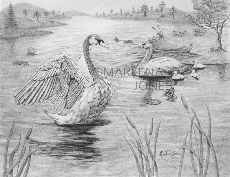 794x611 Original Graphite Pencil Drawing X Swan Lake Etsy - Lake Pencil Drawing