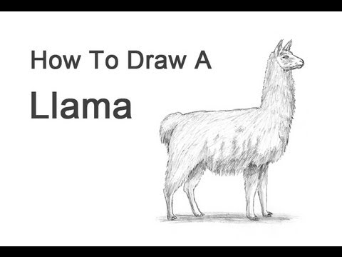 480x360 How To Draw A Llama - Lama Drawing