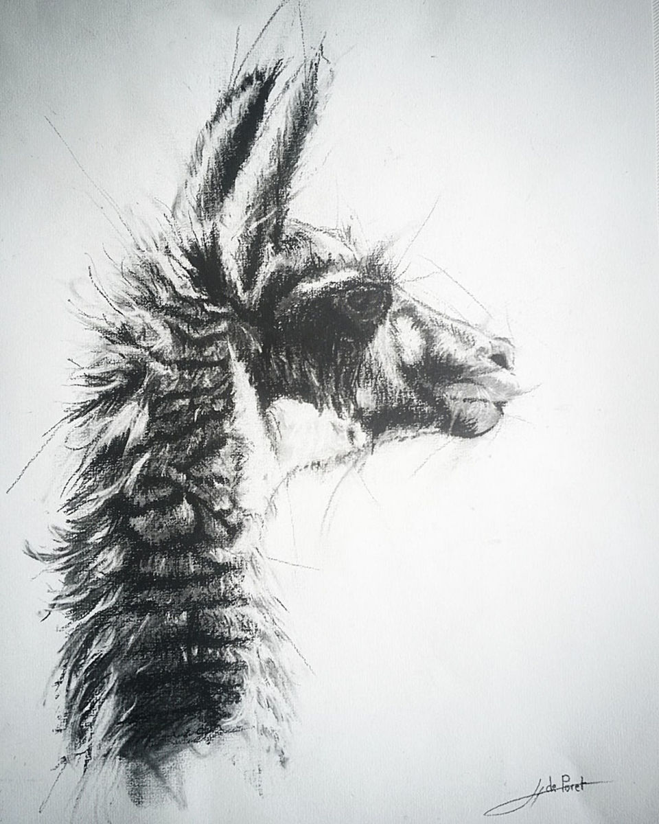 960x1200 Lama Drawing - Lama Drawing