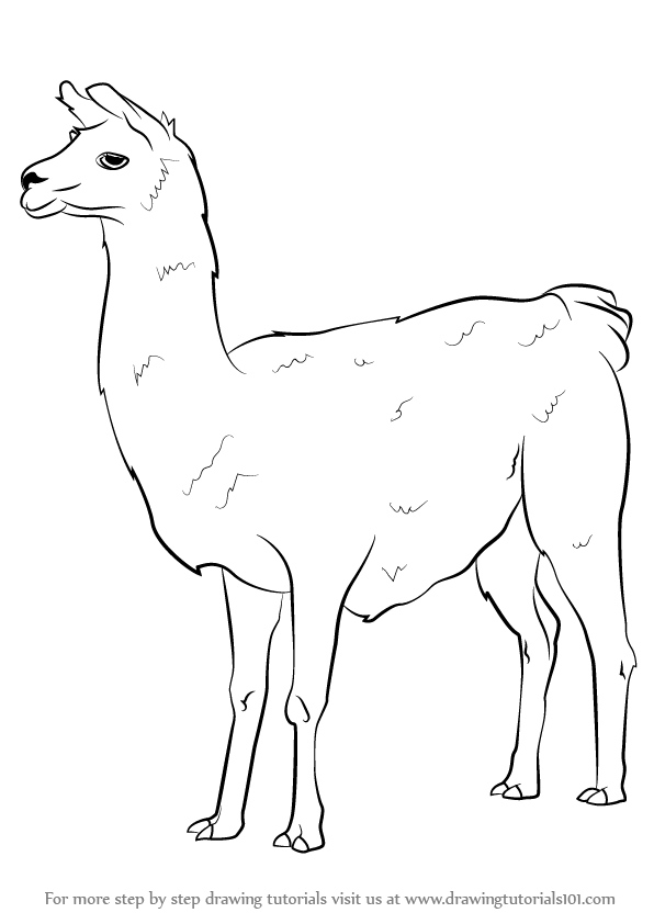 596x842 Learn How To Draw A Llama - Lama Drawing