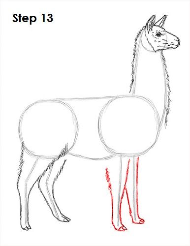 386x500 llama drawing llamas in llama drawing, alpaca drawing - Lama Drawing