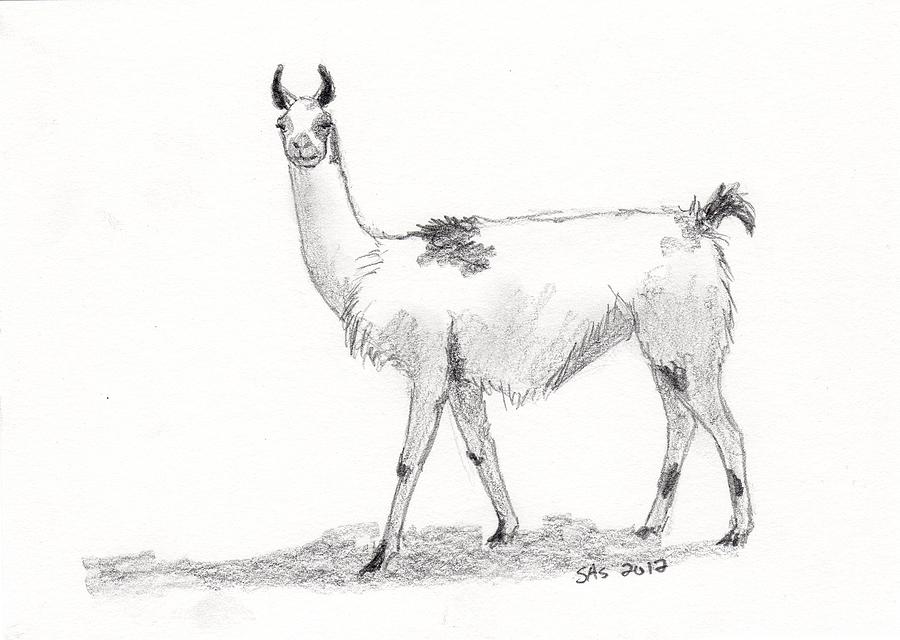 900x640 Llama Drawing - Lama Drawing
