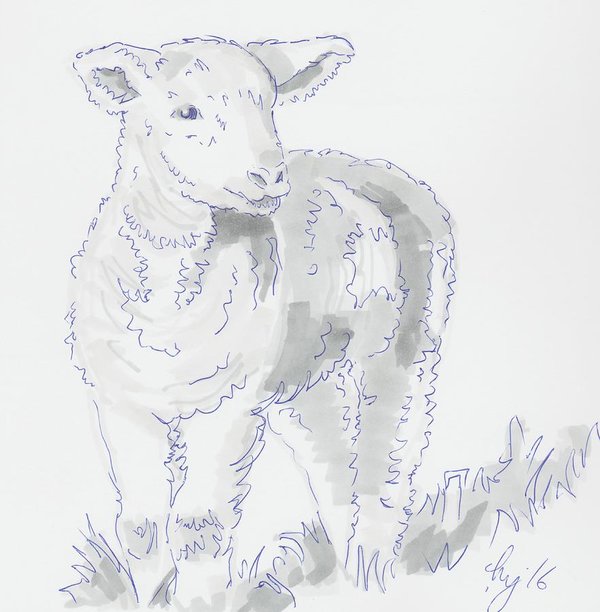 600x612 Lamb Drawing Using Marker Pen Poster - Lamb Drawing