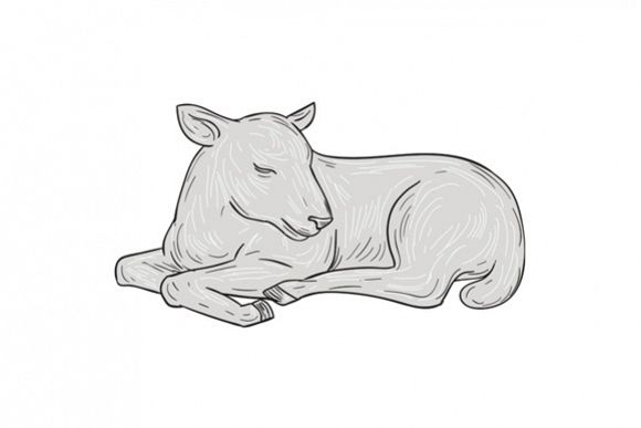 580x387 Lamb Sleeping Drawing - Lamb Drawing