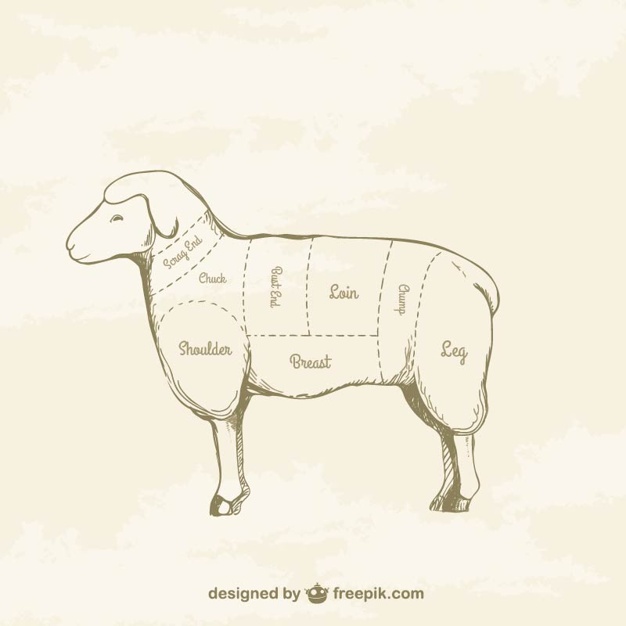 626x626 Lamb Cuts Drawing Vector Free Download - Lamb Drawing