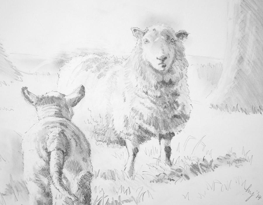 900x702 Sheep And Lamb Drawing Drawing - Lamb Drawing