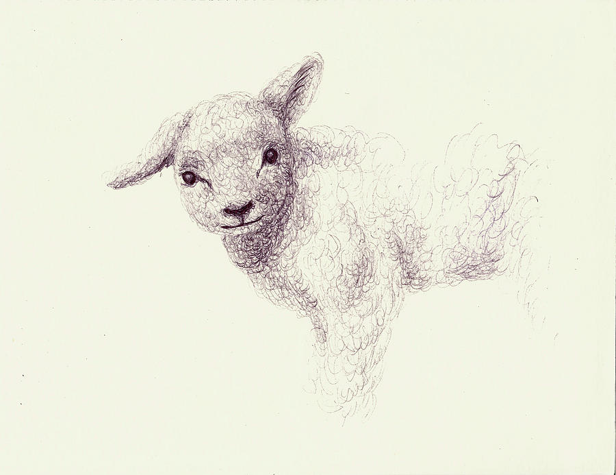 900x693 Subtle Little Lamb Drawing - Lamb Drawing