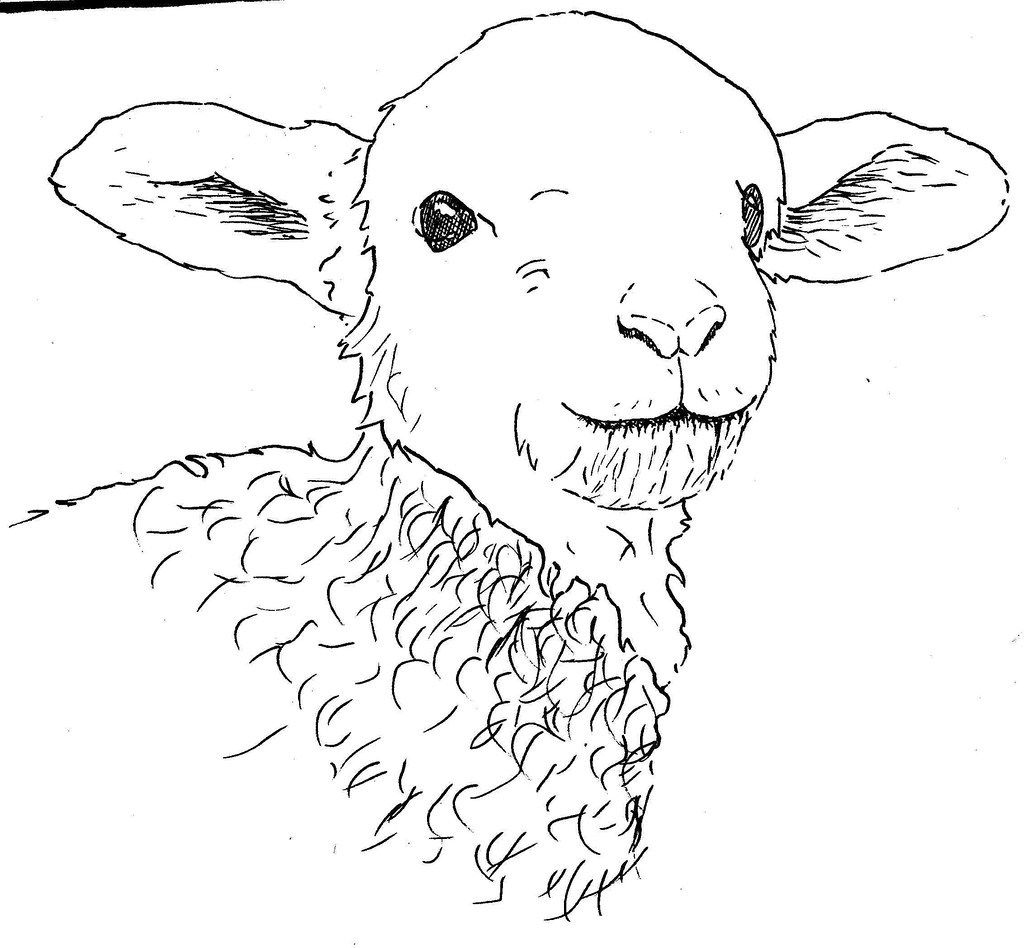 1024x948 The World's Best Photos Of Lamb And Sketch - Lamb Drawing