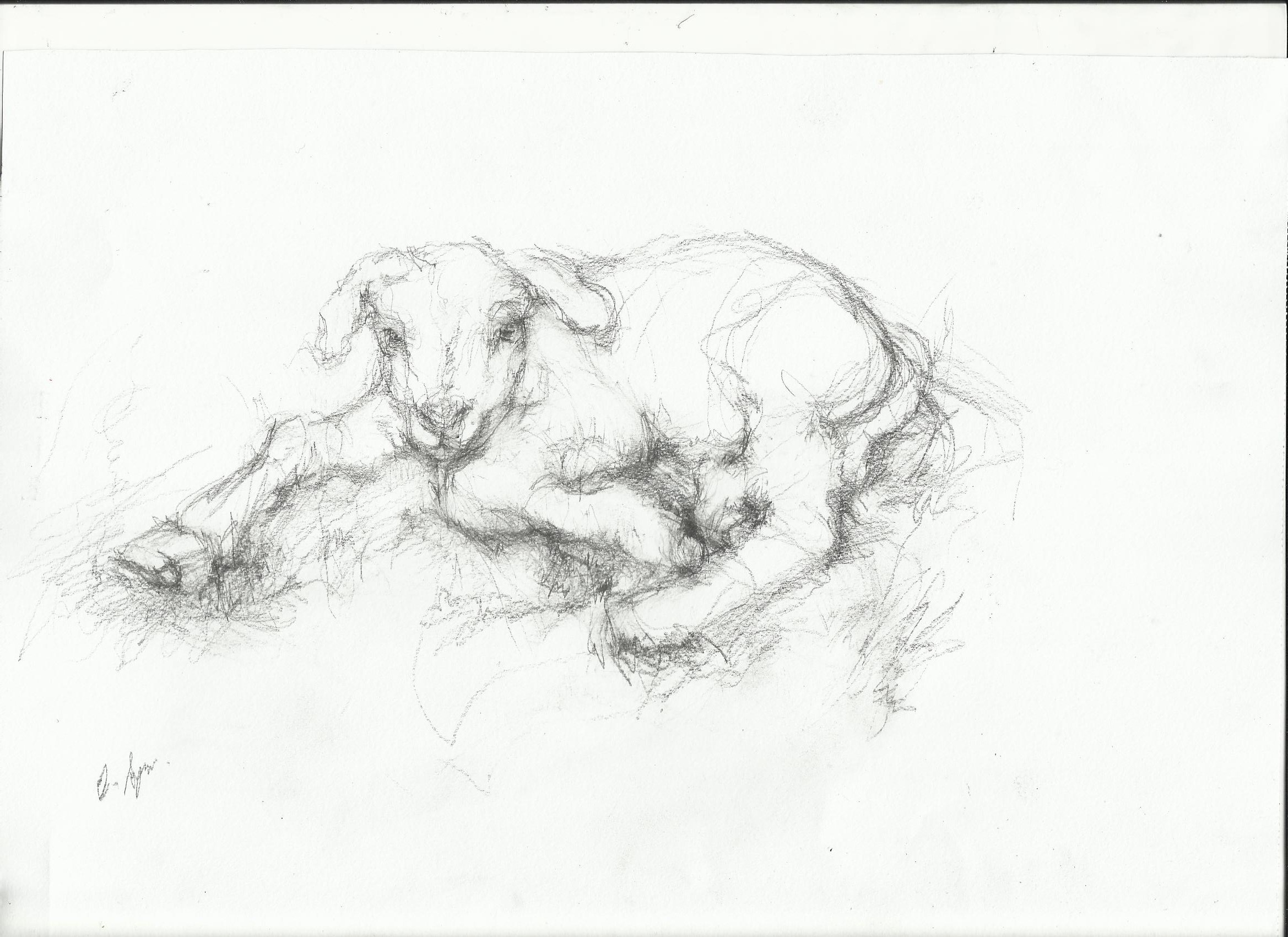 2338x1700 Lamb Drawing Nightwithdeer - Lamb Drawing