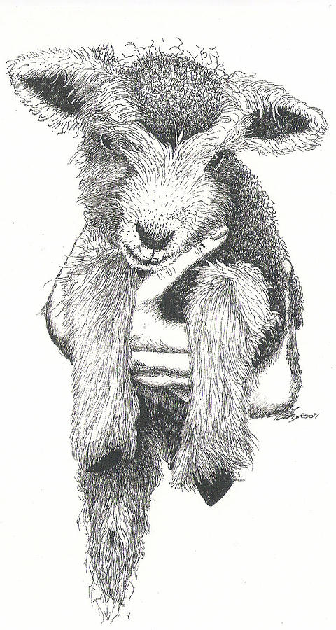 480x900 Baby Lamb Drawing - Lamb Drawing