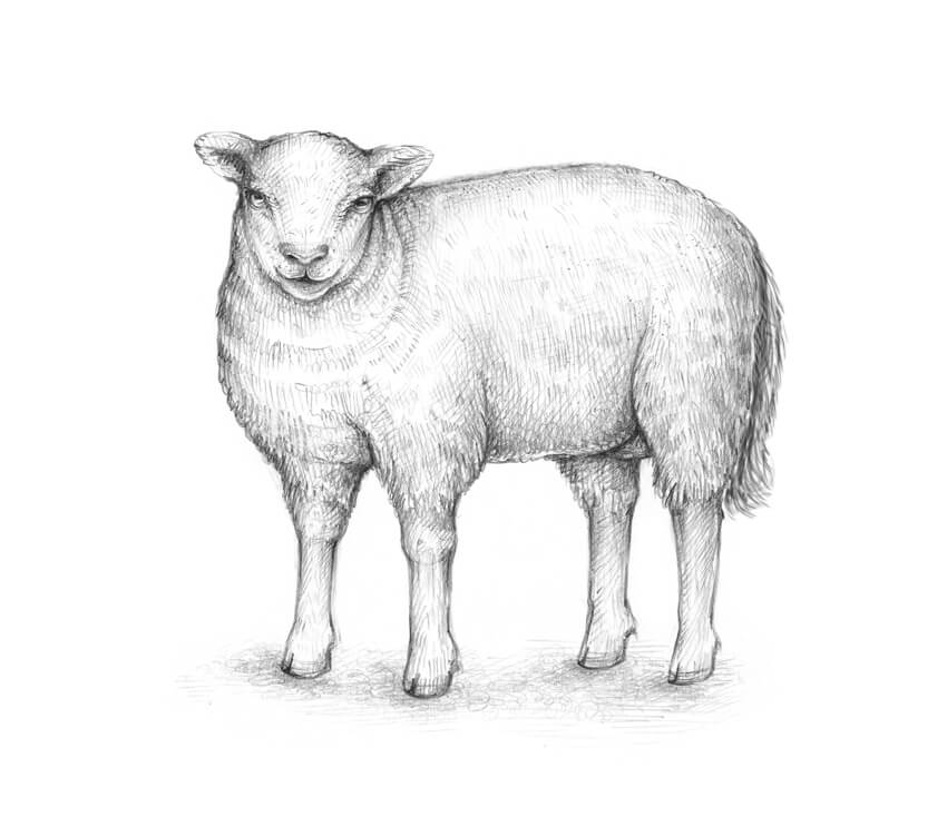 850x742 How To Draw A Sheep - Lamb Drawing