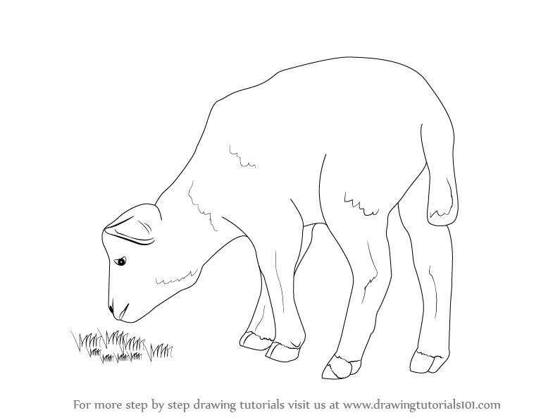 795x596 Lamb Drawing, Pencil, Sketch, Colorful, Realistic Art Images - Lamb Drawing Images