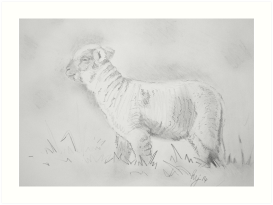 549x413 Lamb Drawing Art Prints - Lamb Drawing Images