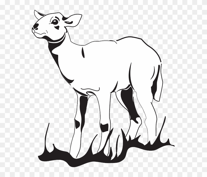 840x720 Grass, Looking, Art, Standing, Lamb, Animal - Lamb Line Drawing