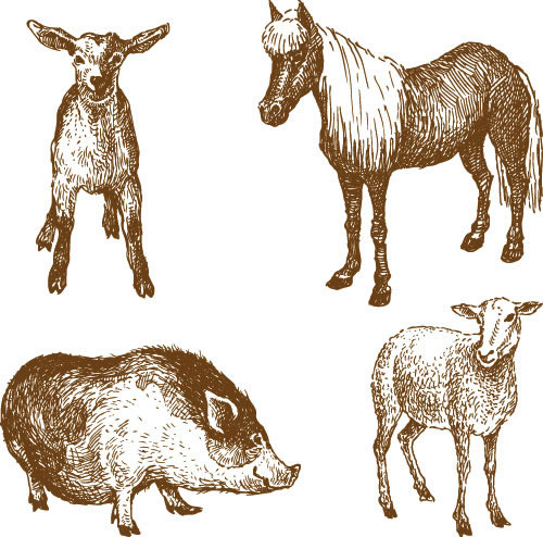 500x494 Line Drawing Animals Lamb House Vector Animal Free Vector Free - Lamb Line Drawing