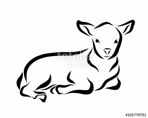 500x400 Lying Lamb, Black Flowing Lines Stock Photo And Royalty Free - Lamb Line Drawing