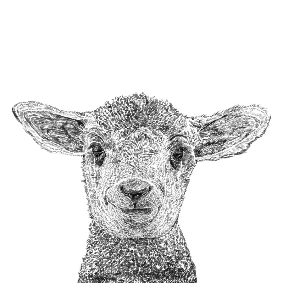 900x900 Lamb Art Print - Lamb Line Drawing