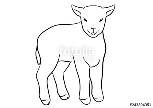 500x354 Lamb Line Draw Illustration Stock Photo And Royalty Free Images - Lamb Line Drawing