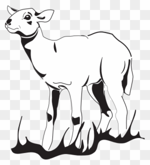 300x330 Finest Lamb Bean Soup With Lamb Meat Drawing - Lamb Outline Drawing