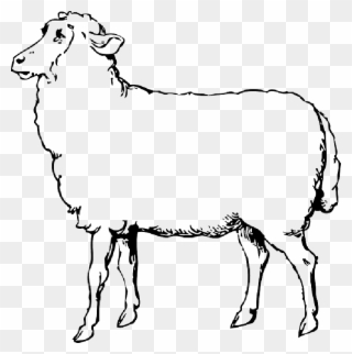 320x322 Lamb Drawing Outline Free Printable Easter Lamb Coloring Pages - Lamb Outline Drawing