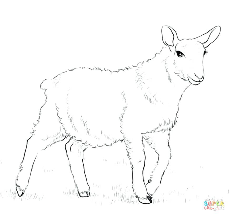 874x824 Lamb Outline Drawing At Free For Personal Use Clip Art Show Mebelmag - Lamb Outline Drawing