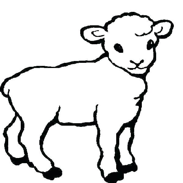 600x600 Demo Sheep Drawing Template C Program - Lamb Outline Drawing