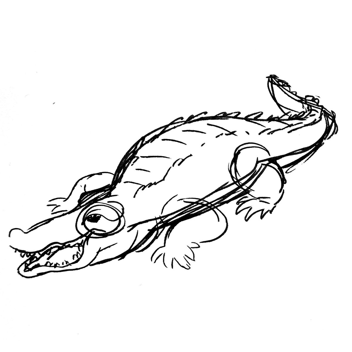 1200x1200 mackenzie lancaster on twitter crocodile studies - Lancaster Drawing