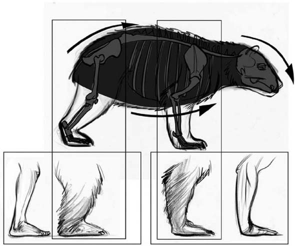 590x492 Chapter Plantigrades - Land Animals Drawing