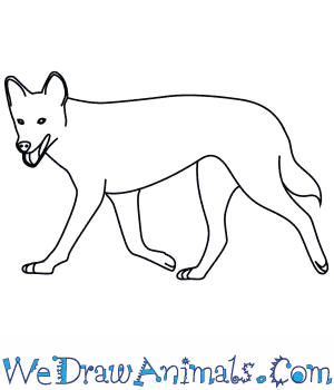 300x350 how to draw a dingo - Land Animals Drawing