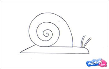 350x222 how to draw land snail - Land Animals Drawing