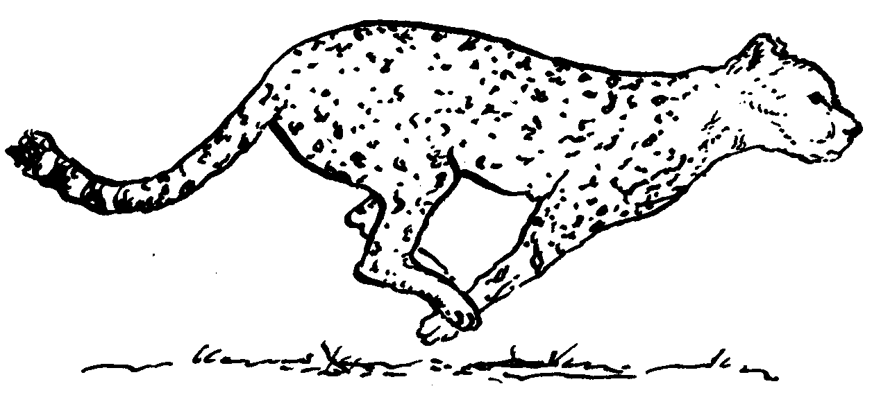 1269x593 cheetah drawing land animal for free download - Land Animals Drawing