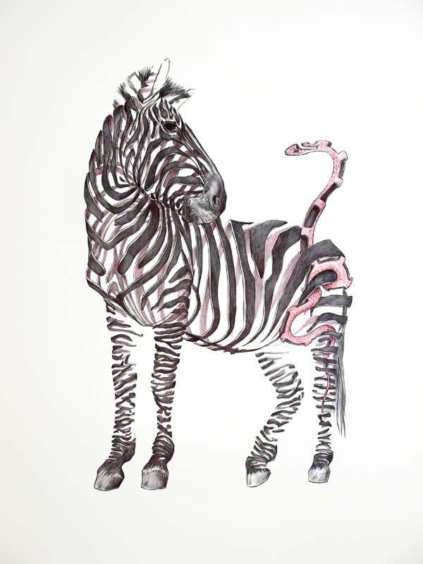 600x800 Animal Drawings - Land Animals Drawing