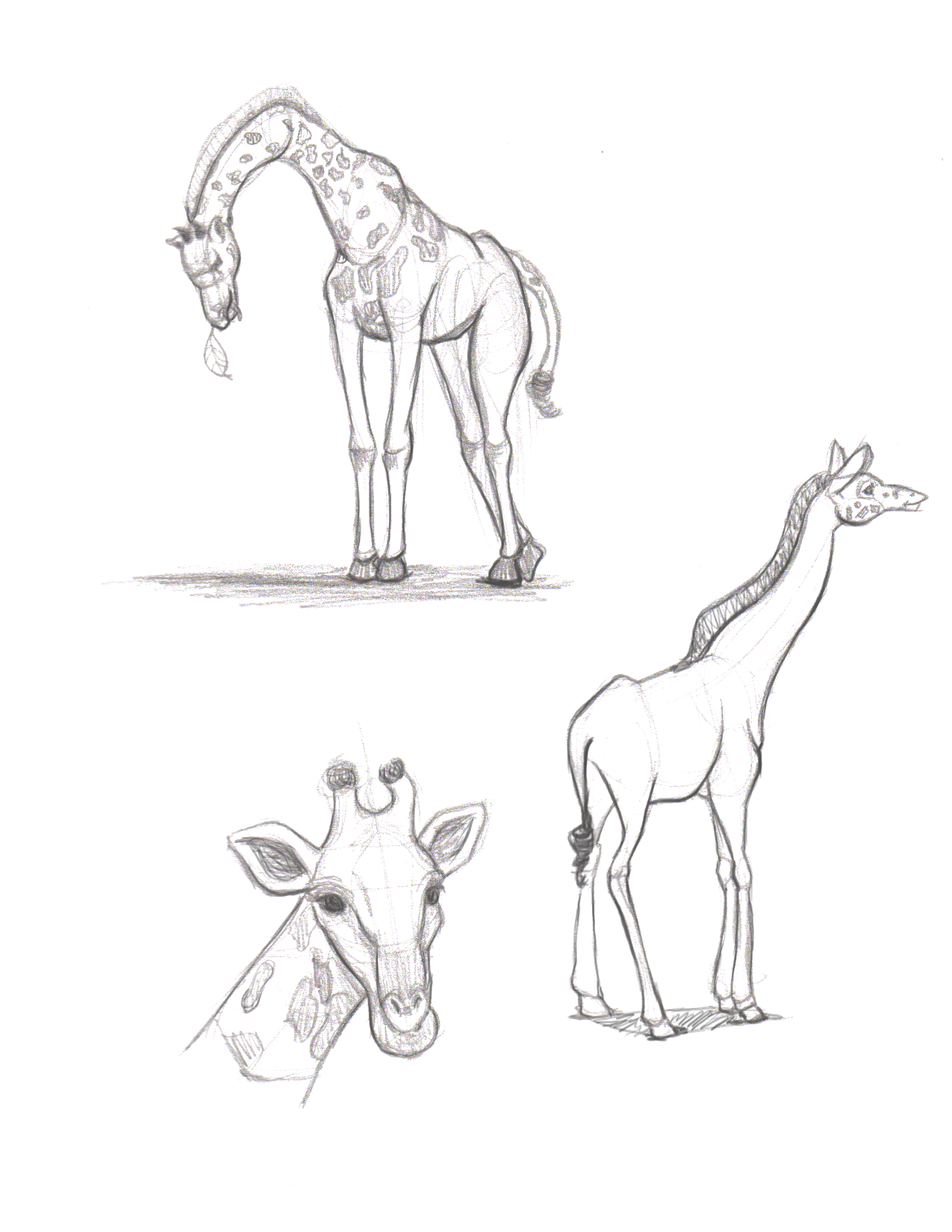 1275x1650 capilano application the greatest site in all - Land Animals Drawing