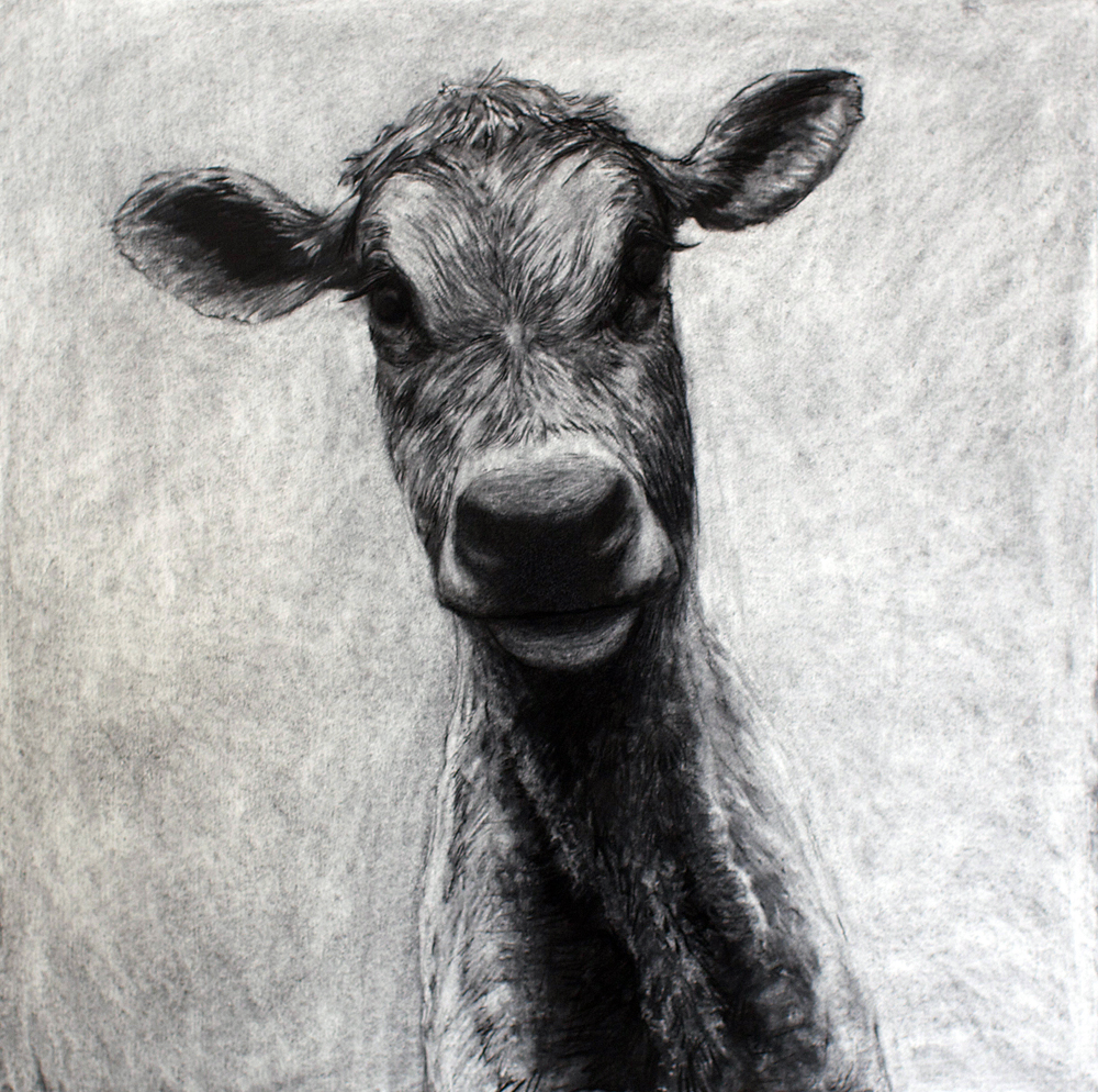 1000x994 View My Large Scale Cow Drawings - Large Drawings