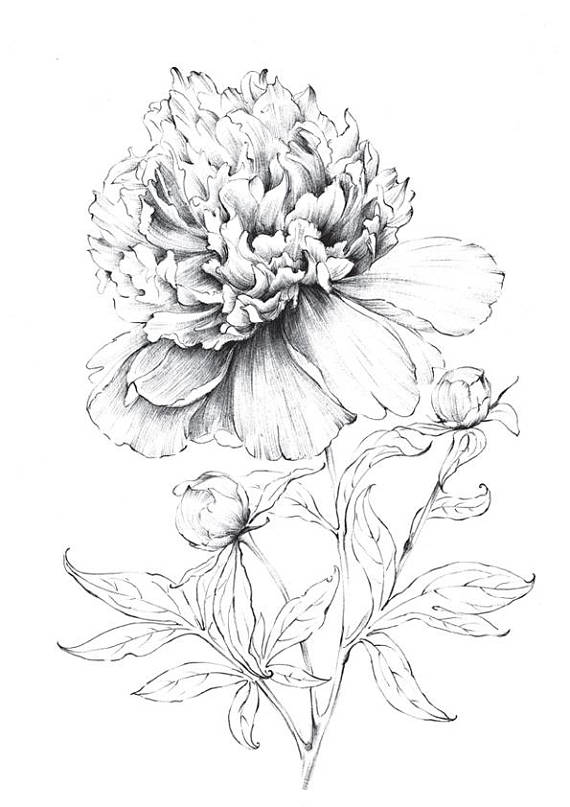 570x807 Peony, Art Sketch, Indiana Flower, Line Drawing, Large - Large Flower Drawing