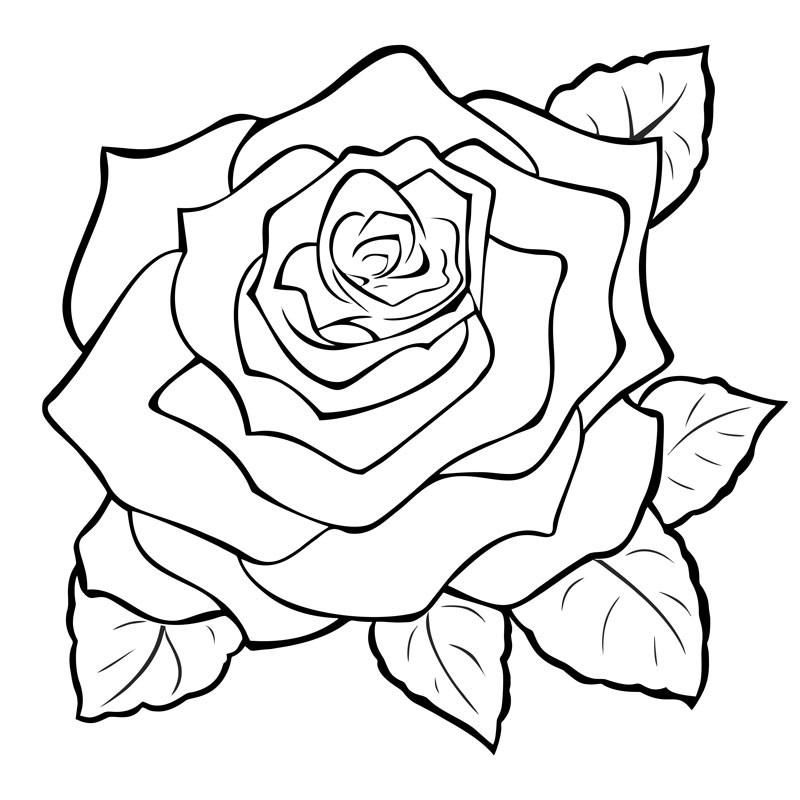 800x800 Rose Engraving Large Art Drawings, Outline Art, Art - Large Flower Drawing