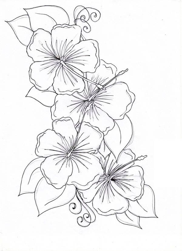 600x826 peonies drawing large for free download - Large Flower Drawing