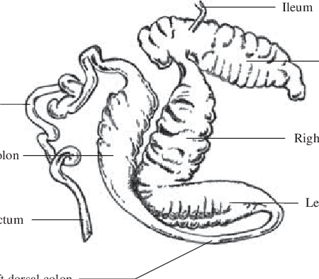450x394 Different Segments Of The Horse Large Intestine Download - Large Intestine Drawing