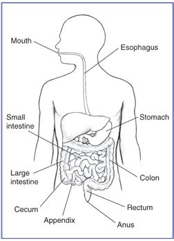 252x348 Drawing Of The Gi Tract, With The Mouth, Esophagus, Stomach, Small - Large Intestine Drawing