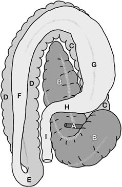 238x365 Equine Large Intestine - Large Intestine Drawing