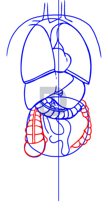 373x720 How To Draw Anatomy, Step - Large Intestine Drawing
