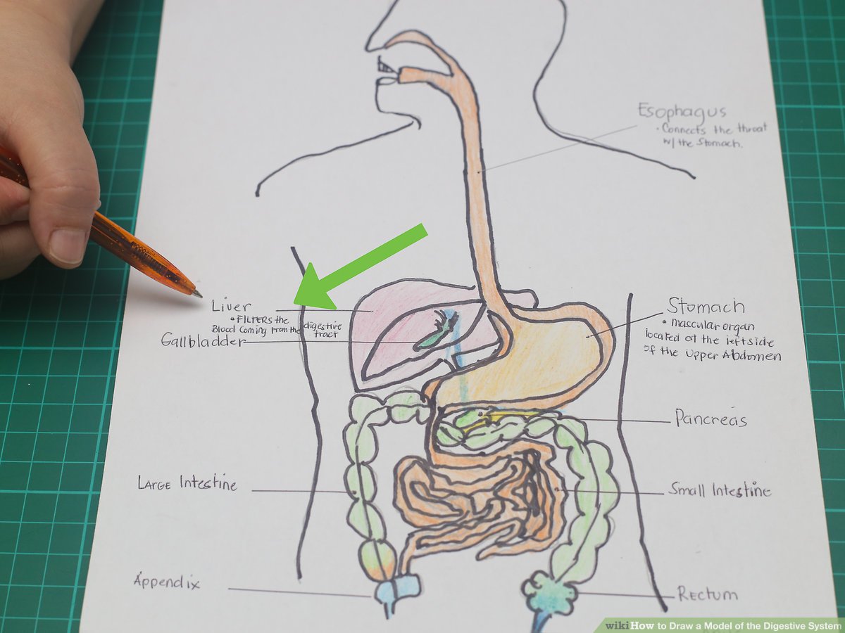 1200x900 How To Draw A Model Of The Digestive System Steps - Large Intestine Drawing