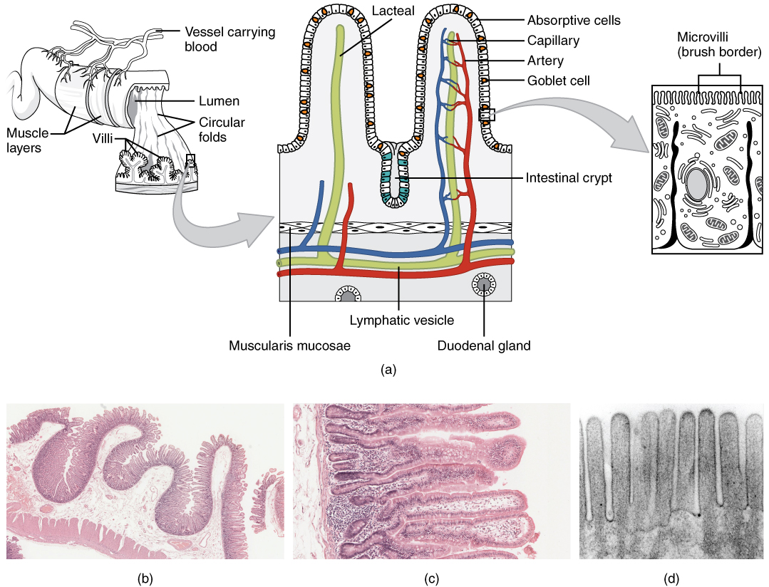 1079x824 the small and large intestines anatomy and physiology - Large Intestine Drawing